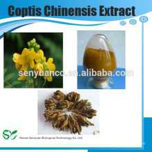 Extrato de Coptis Chinensis Franch Natural